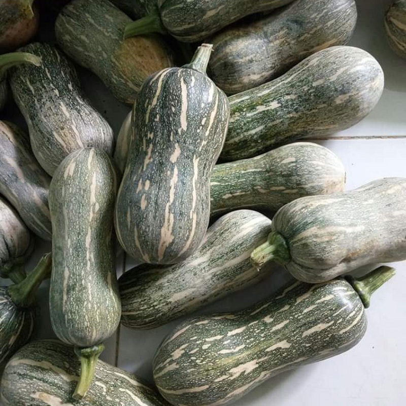 Bí đỏ