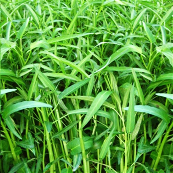 Rau muống hạt